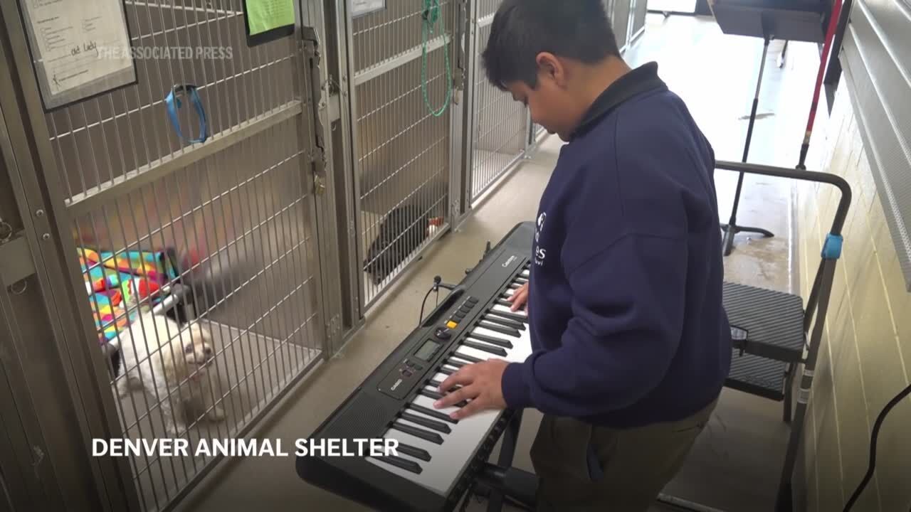 Volunteers play live music to soothe stressed shelter animals
